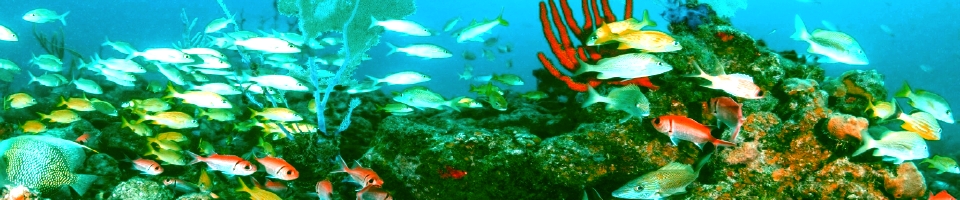 Tropical Fish Galore
